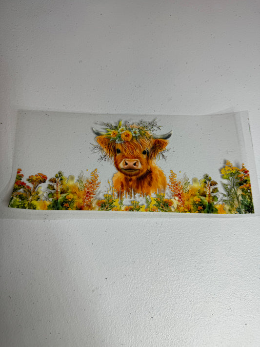 Highland cow